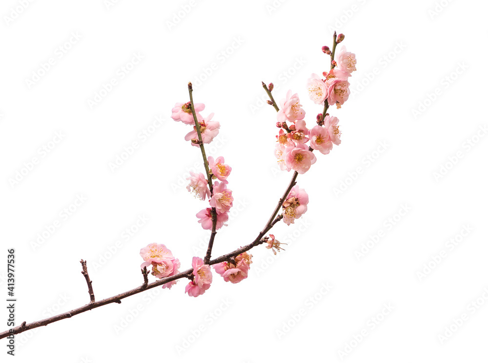 pink plum blooming flowers isolated on white background