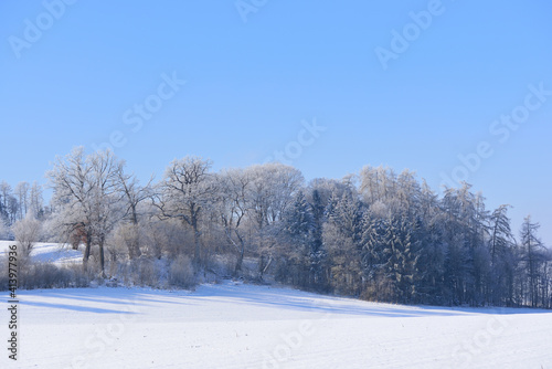 Winter landscape in Bavaria with trees and snow, wide fields covered with snow, in front of a blue sky
