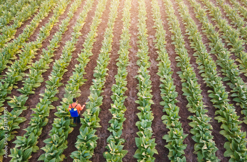 Farmer spraying pesticide in tobacco garden