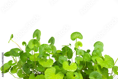 close up Gotu kola (Centella asiatica) leaves on white background