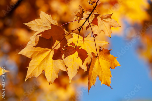 Orange maple leaves on blurred background