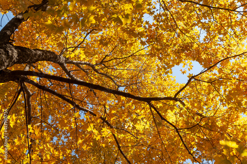Branches of a tree with yellow foliage