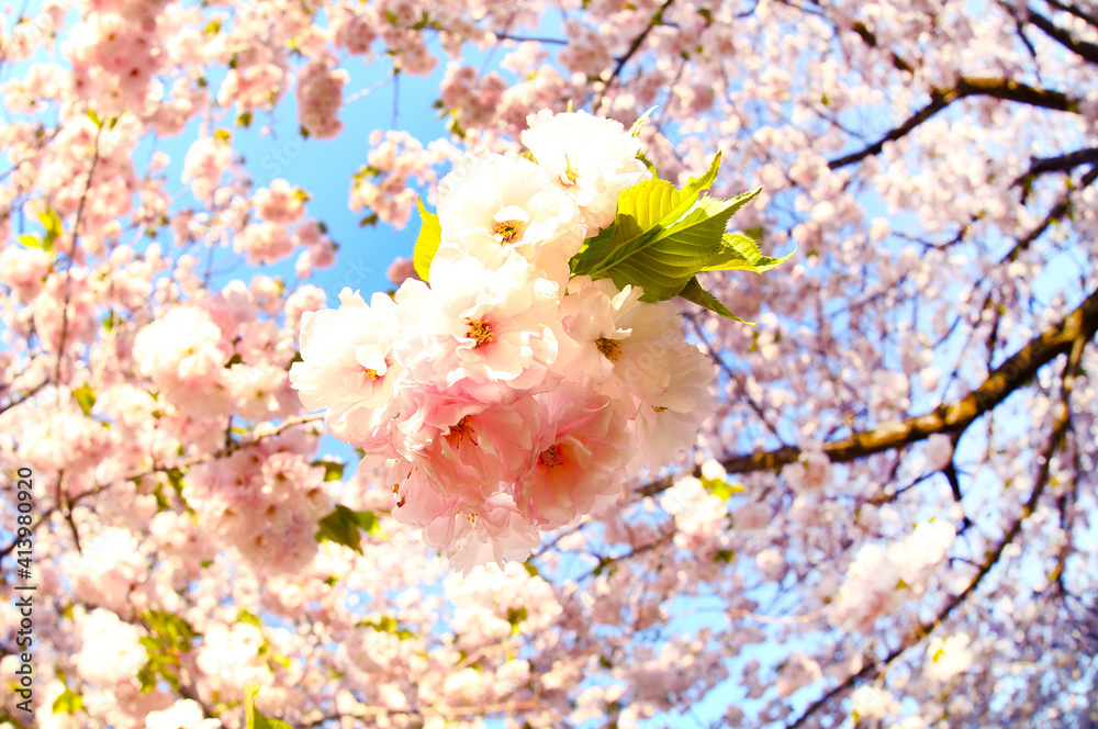 信州小布施ヤエザクラの花stock Photo Adobe Stock