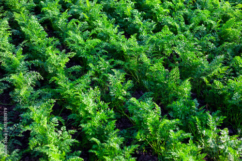 green parsley plantation background,home greens 