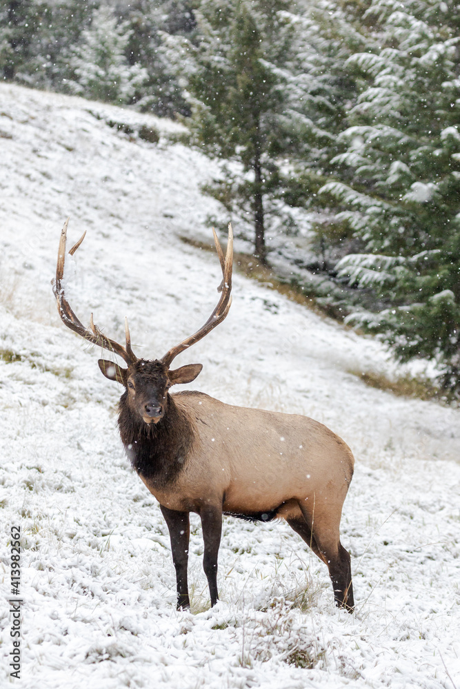 Handsome trophy bull elk standing on open meadow.