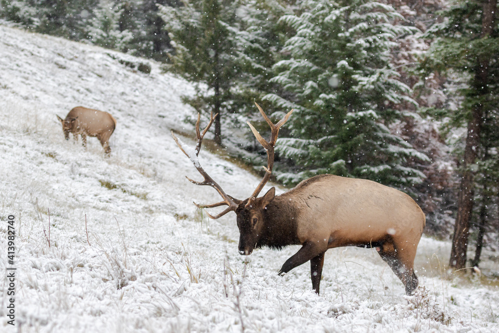 Mature bull elk marking its territory during fall rut..