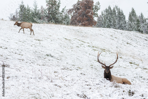 Bull elk resting in close proximity to its harem © Stephan