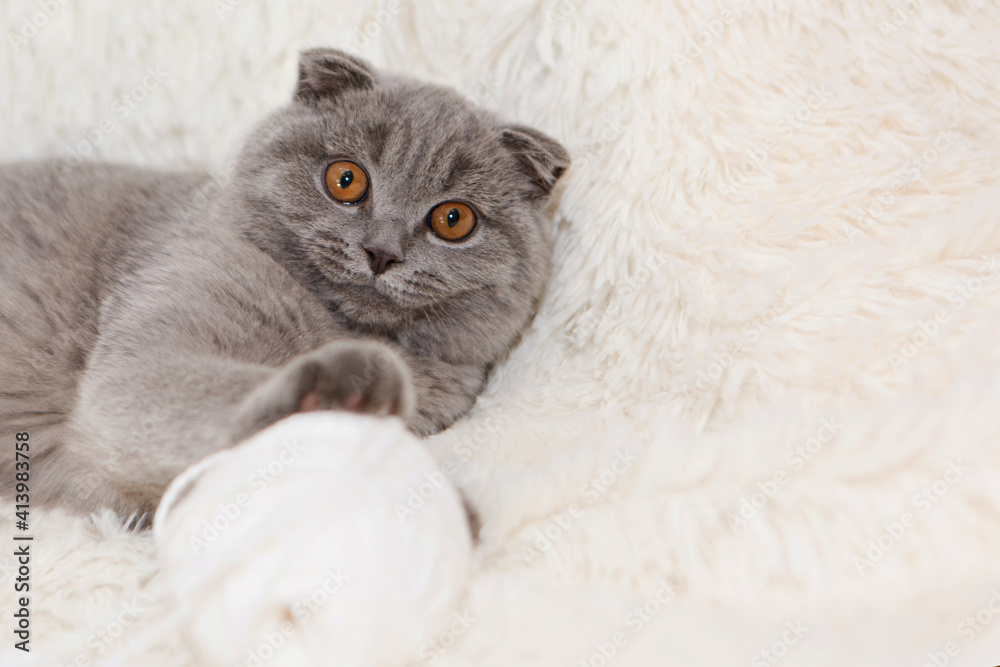 a lop-eared Scottish cat plays with balls of yarn. An animal on a white background. fun for pets