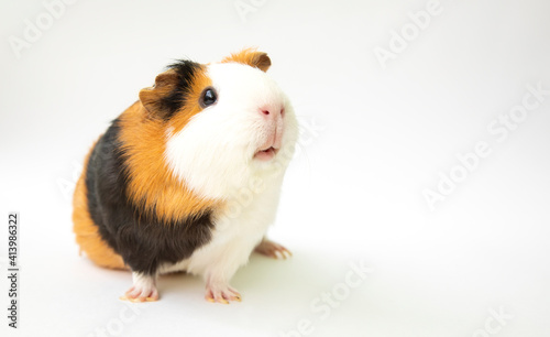 Curious guinea pig on white background
