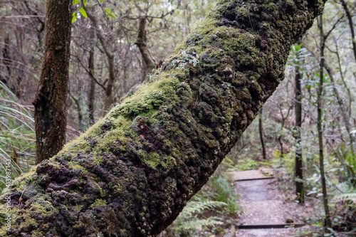 tree in the forest