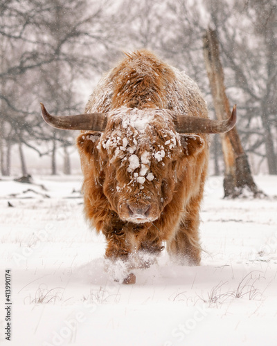 Hochlandrinder (Bos Taurus Taurus) bedeckt mit Schnee und Eis. Deelerwoud in den Niederlanden. Schottische Highlander in einer natürlichen Winterlandschaft.