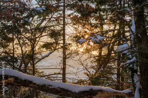 Coniferous trees in the winter forest at sunset, covered with snow