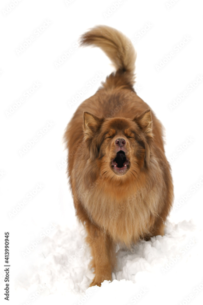 close up on dog in the winter snow