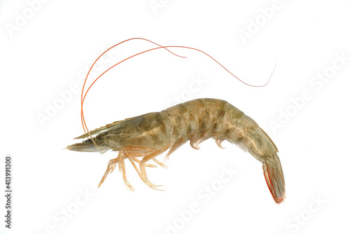 Fresh single living shrimp isolated on white background