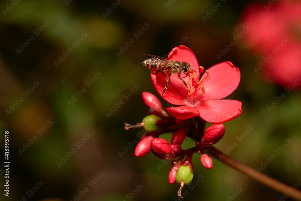bee on flower bee on flower