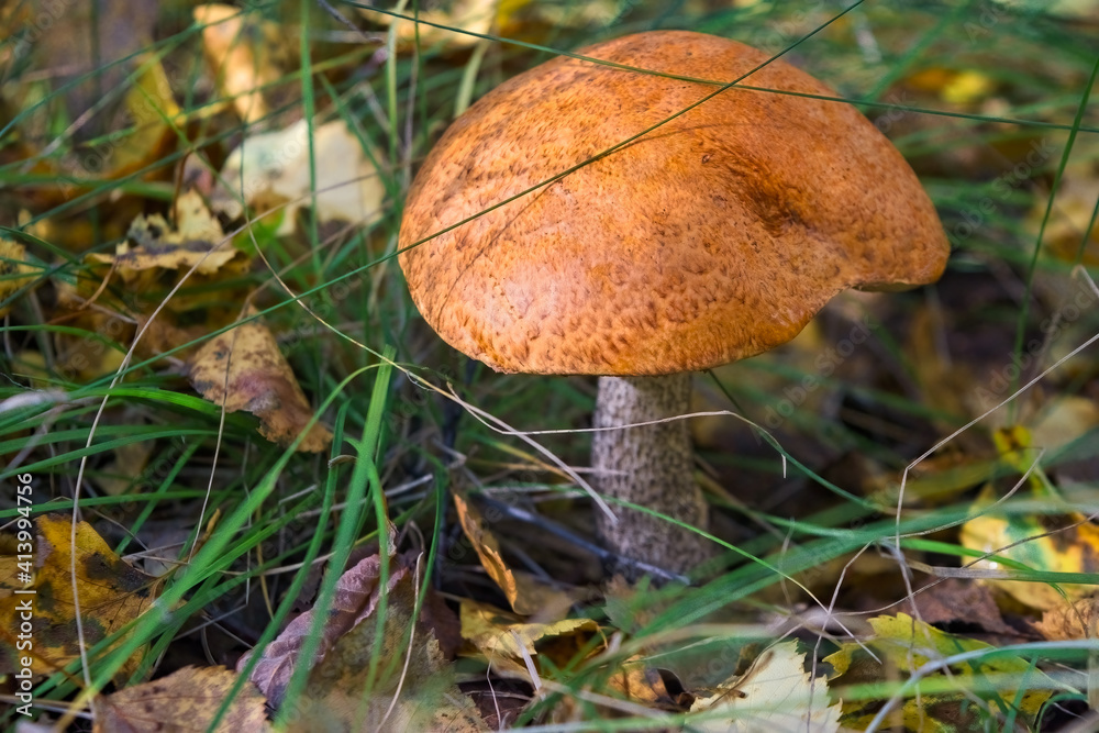 Edible mushroom Leccinum Aurantiacum with orange caps. Edible mushroom Leccinum Aurantiacum with orange caps.