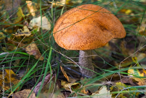 Edible mushroom Leccinum Aurantiacum with orange caps.