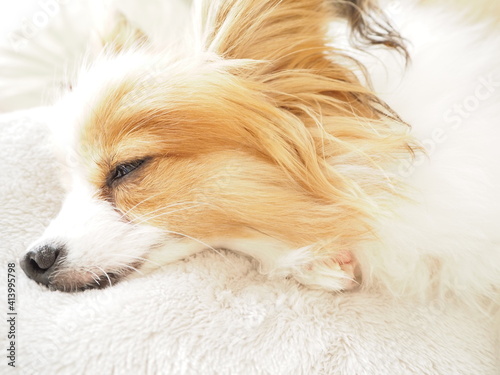 犬の可愛い寝顔、茶白の子犬、パピヨン