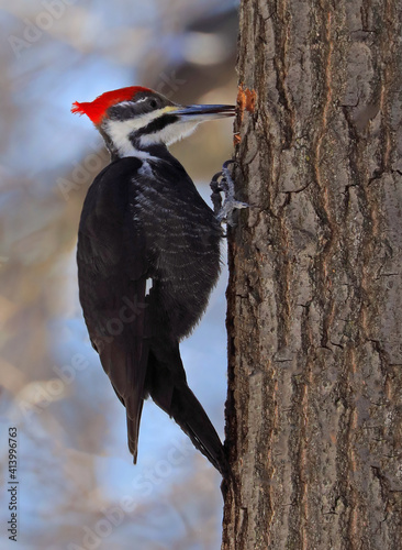 Pileated woodpecker sitting on a tree trunk into the forest, Quebec, Canada