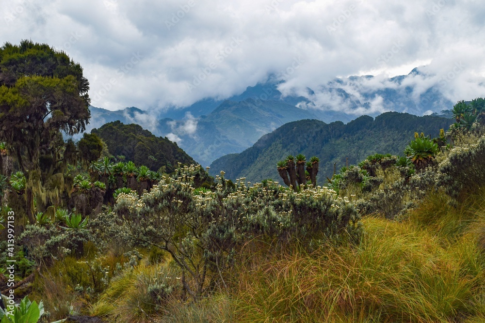 Giant Groundsel - Dendrosenecio adnivalis growing in the wild against a mountain background in Rwenzori Mountains, Uganda