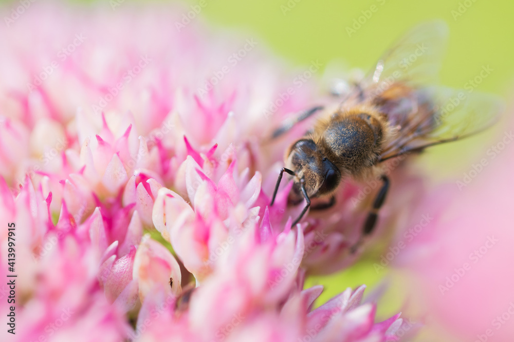 Honey bees collect pollen Spiraea flower. Macro shot. Honey bees collect pollen Spiraea flower. Macro shot.