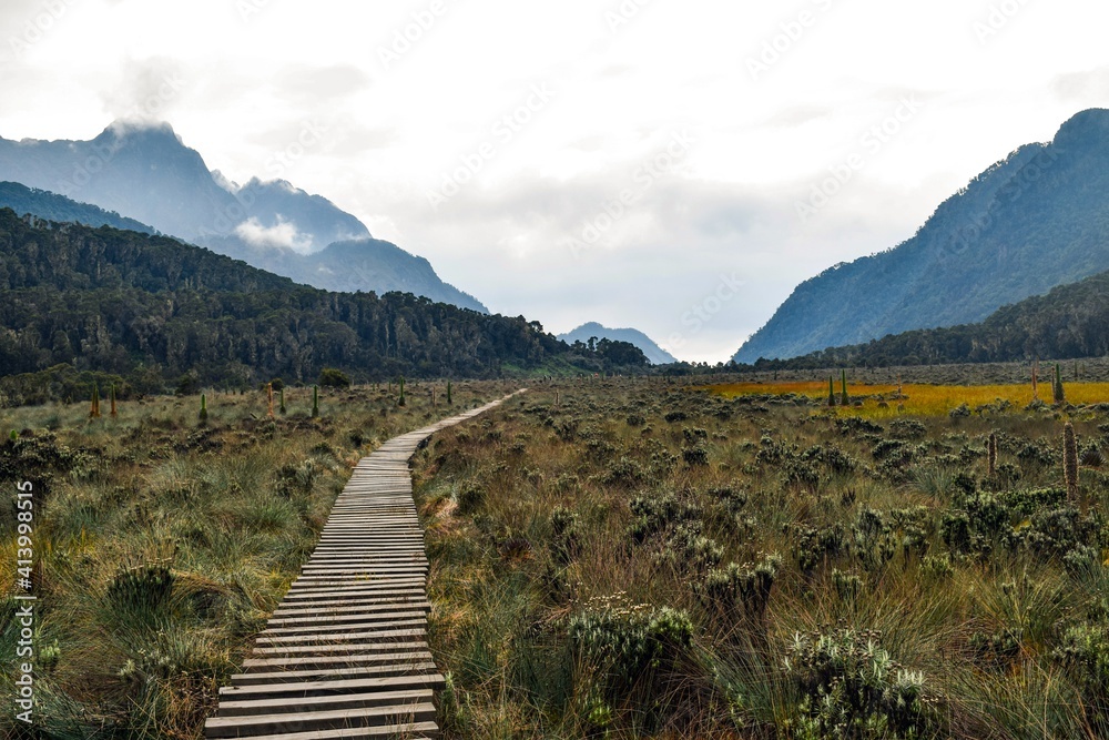 A wooden footpath in the wild at Rwenzori Mountains, Uganda