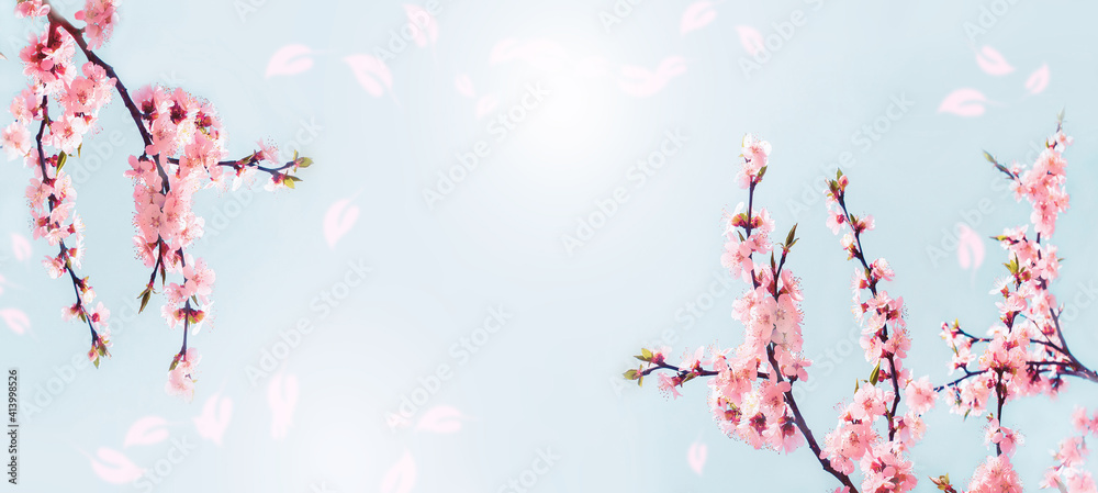 Cherry pink blossoms close up. Blooming sakura  tree. Banner format