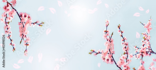Cherry pink blossoms close up. Blooming sakura tree. Banner format