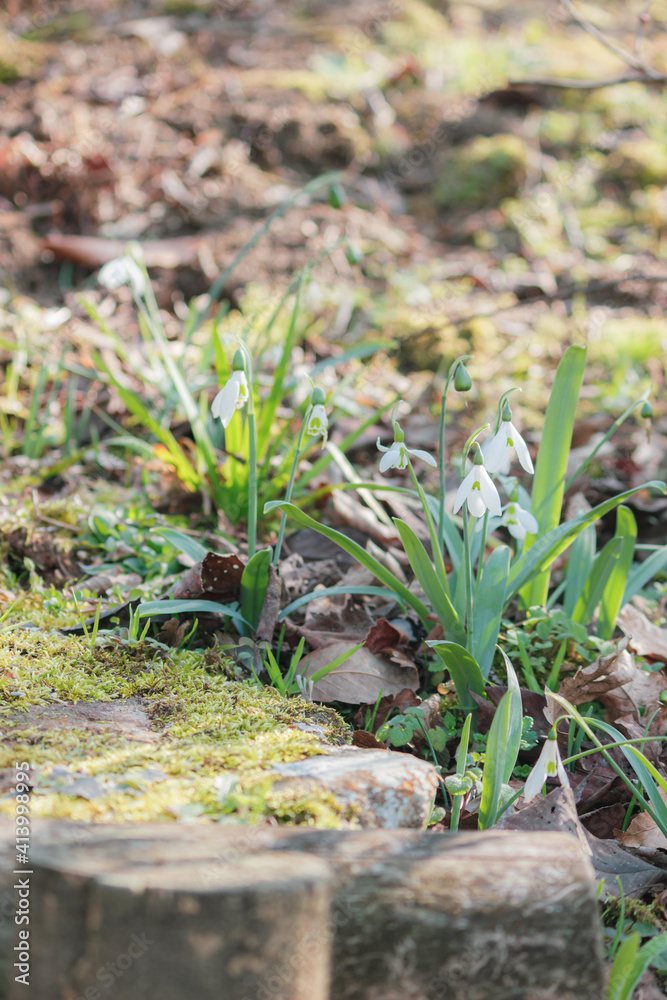 道のわきにそっと咲くスノードロップ