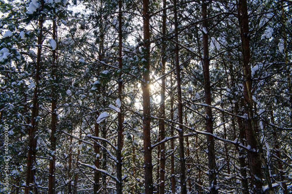 Snowy forest with conifers in winter Snowy forest with conifers in winter