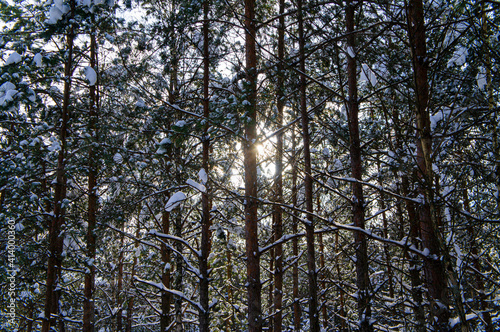 Snowy forest with conifers in winter