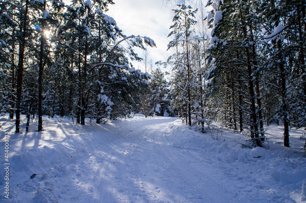 Fototapeta premium Winter forest with snowy white road sunny day