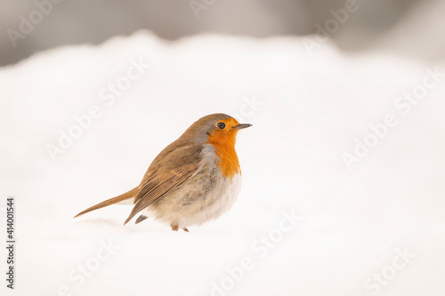 Beautiful European Robin (Erithacus rubecula) in the snow in the forest of Overijssel in the Netherlands. 