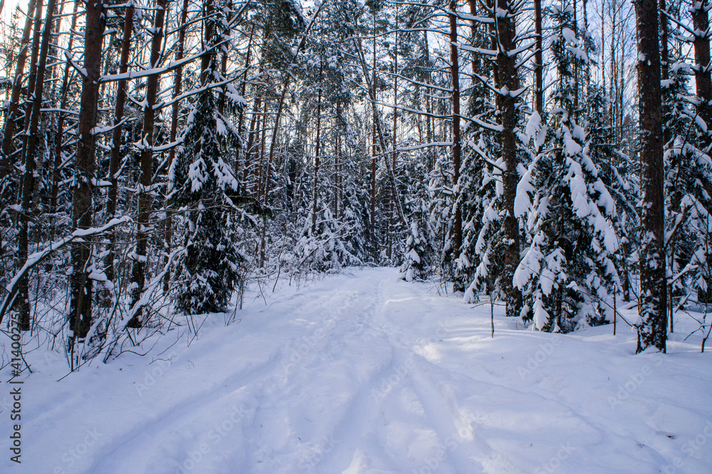 Winter forest with snowy white road sunny day