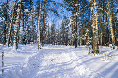 Winter forest with snowy white road sunny day