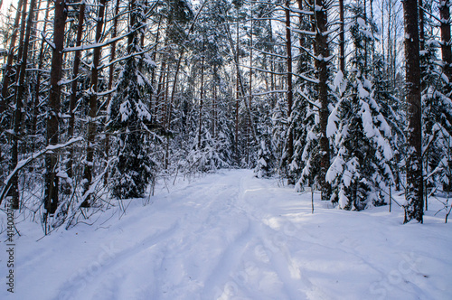Winter forest with snowy white road sunny day © Payllik