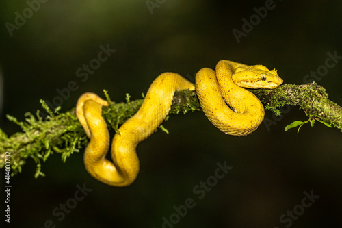 A strikingly colored yellow and white Eyelash Pit Viper, Bothriechis schlegelii, coiled in a tree and vine in Costa Rica, waiting for prey