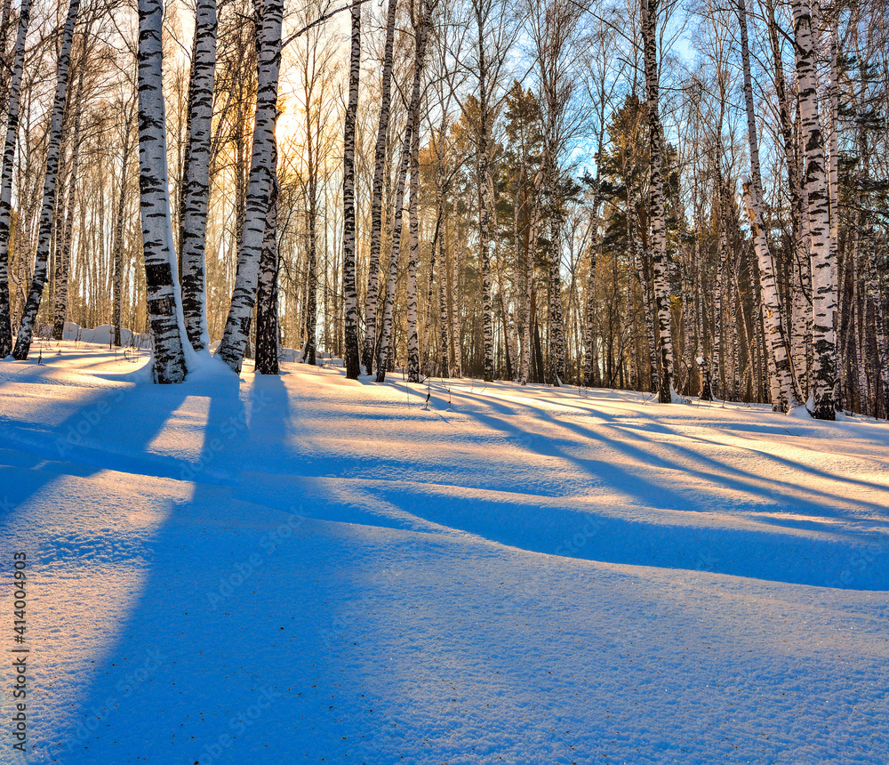 Winter landscape - Sunset in the birch grove. Golden sunlight among white trunks of birch trees and blue shadow on the white snow
