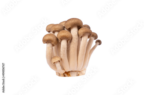 Shimeji Mushroom in isolated white background with clipping path.