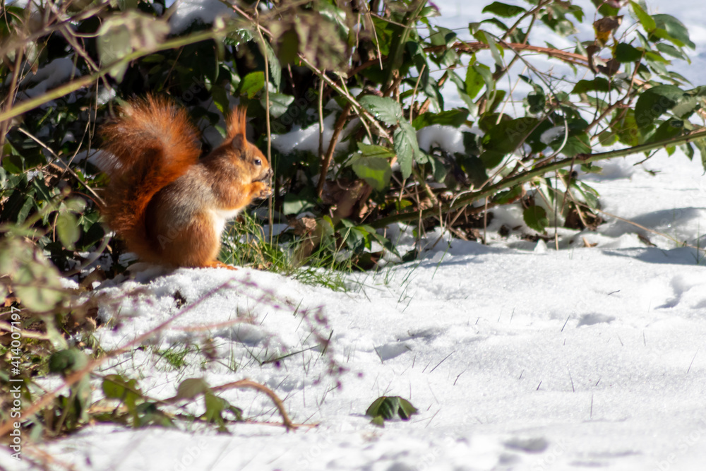 Red Eurasian squirrel sitting in the snow in the sunshine searching for food like nuts and seeds in a forest attentive looking for predators and others red squirrels in frosty winter scenery