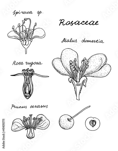 Rosaceae. Hand drawn black realistic outline vector illustration.