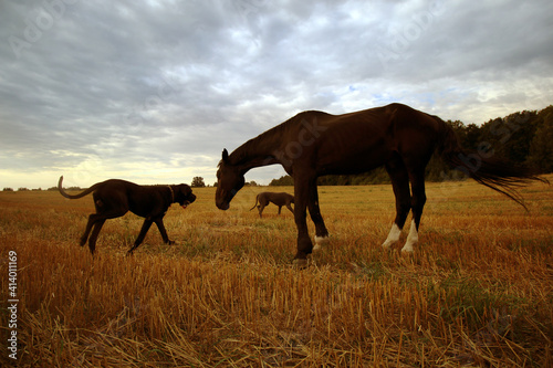 psy i konie na ściernisku © Lula4ever