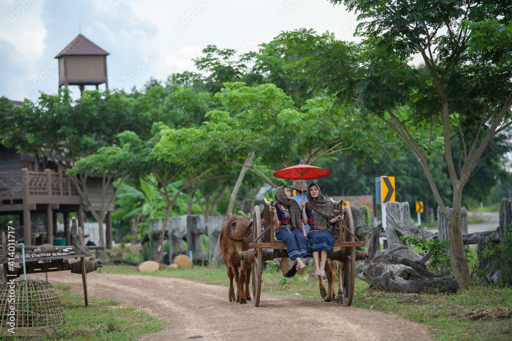 ox carts in Thailand. Farmer woman on ox cow cart. ox carts in Thailand. Farmer woman on ox cow cart.