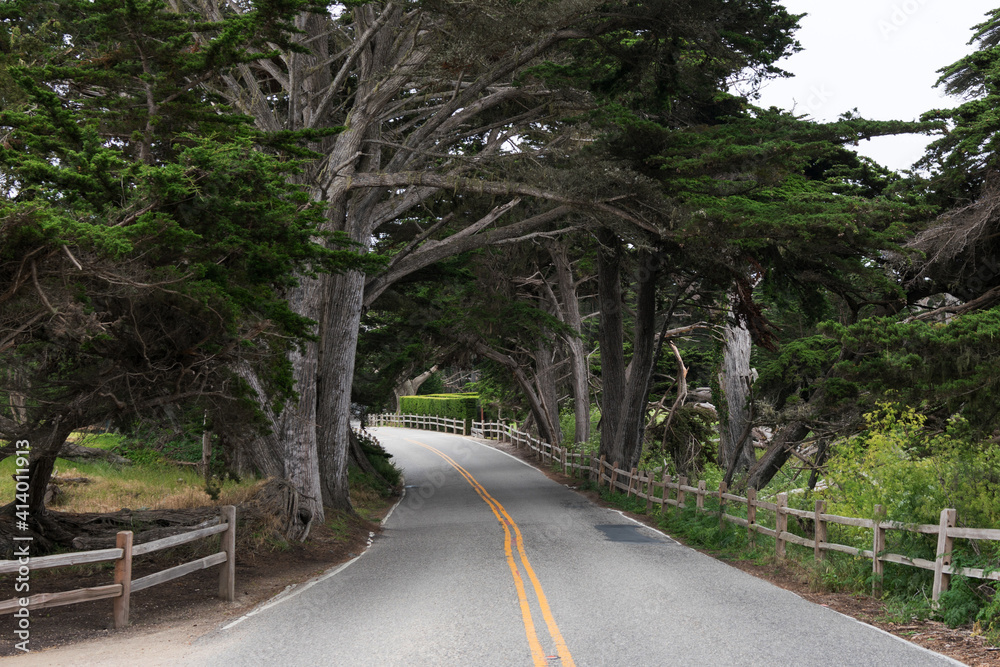 Asphalt road goes between the trees. Country scene. Double yellow dividing line. Asphalt road goes between the trees. Country scene. Double yellow dividing line.