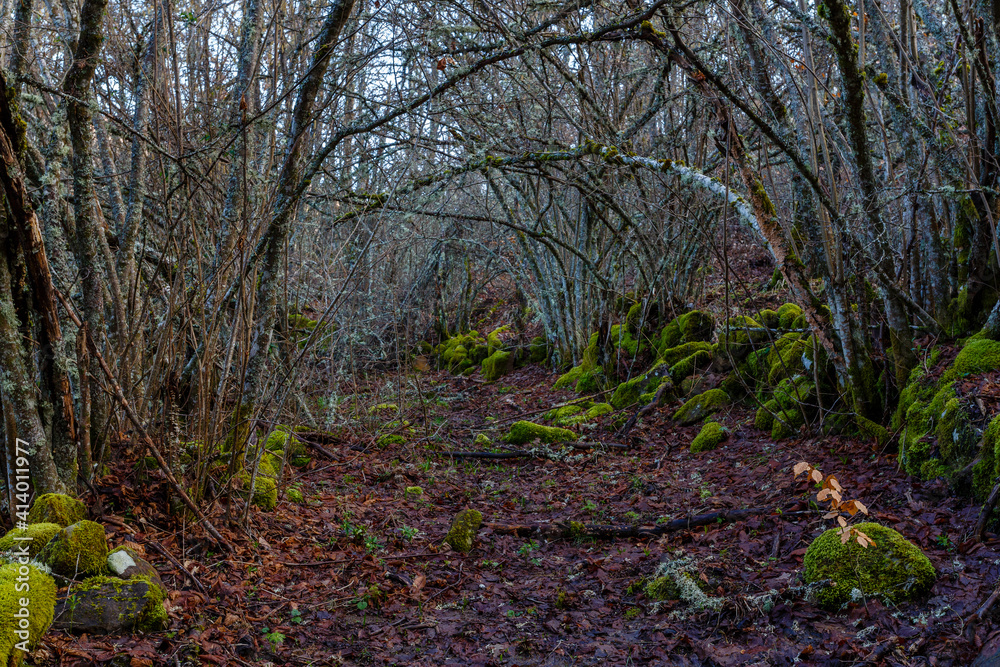 Fototapeta premium Path through mountain forest in winter, with the detail of a beech bud with its leaves, ground covered with leaves and rocks covered with moss.