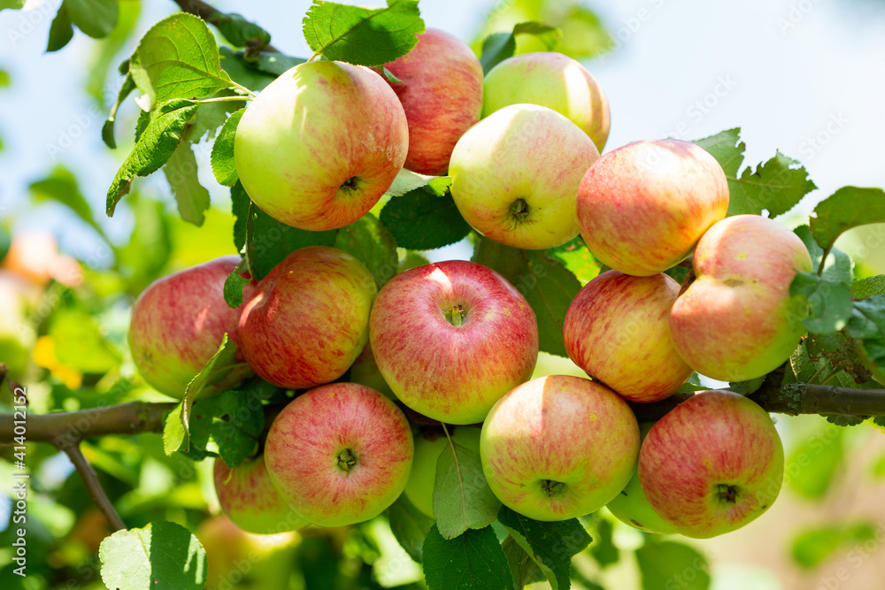 Ripe apples on a tree in a garden Ripe apples on a tree in a garden