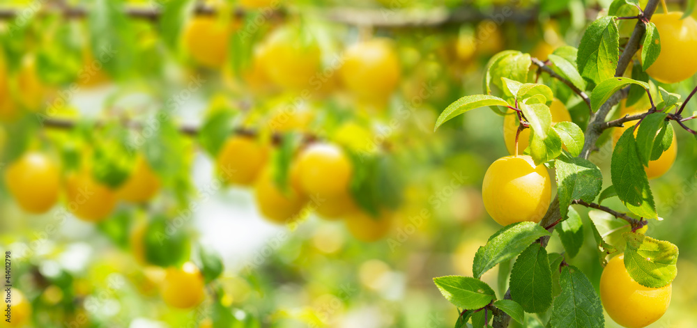 Ripe yellow plums on a tree in a garden Ripe yellow plums on a tree in a garden