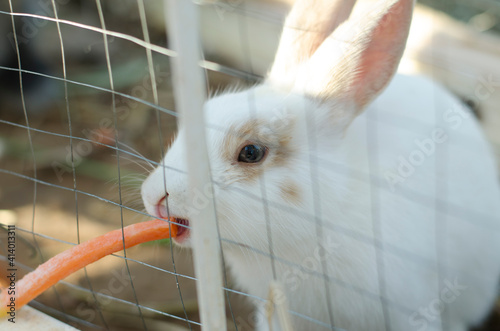 White rabbit eating carrots on the farm