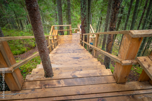Route through the spruce fo...