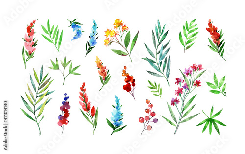 Fototapeta Naklejka Na Ścianę i Meble -  Flowers, stems and leaves on a white background. Laurel branch. Watercolor floral illustration set. A set of plant templates for design, creativity and printing.